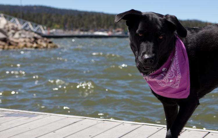 What to do in Big Bear with your dog