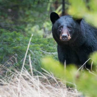 Project could force Big Bear bald eagles from their home, groups