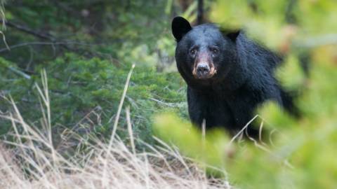 Big Bear Wildlife & Safety - Big Bear Lake, CA | Big Bear Lake, CA