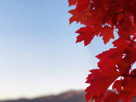A close-up of red maple leaves during the fall season in Big Bear Lake.